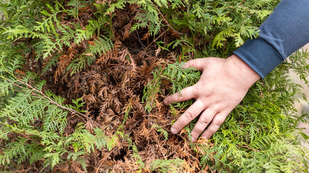 Dlaczego tuje brązowieją?