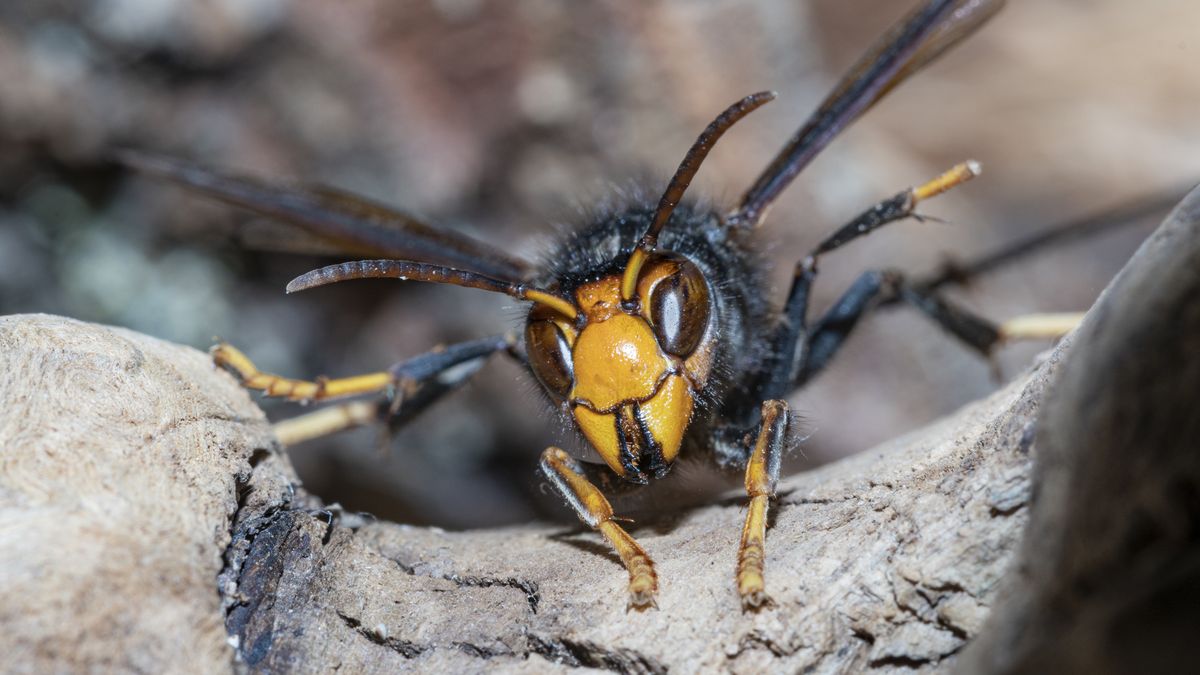 Kolejny gatunek azjatyckiego szerszenia pojawił się w Europie.