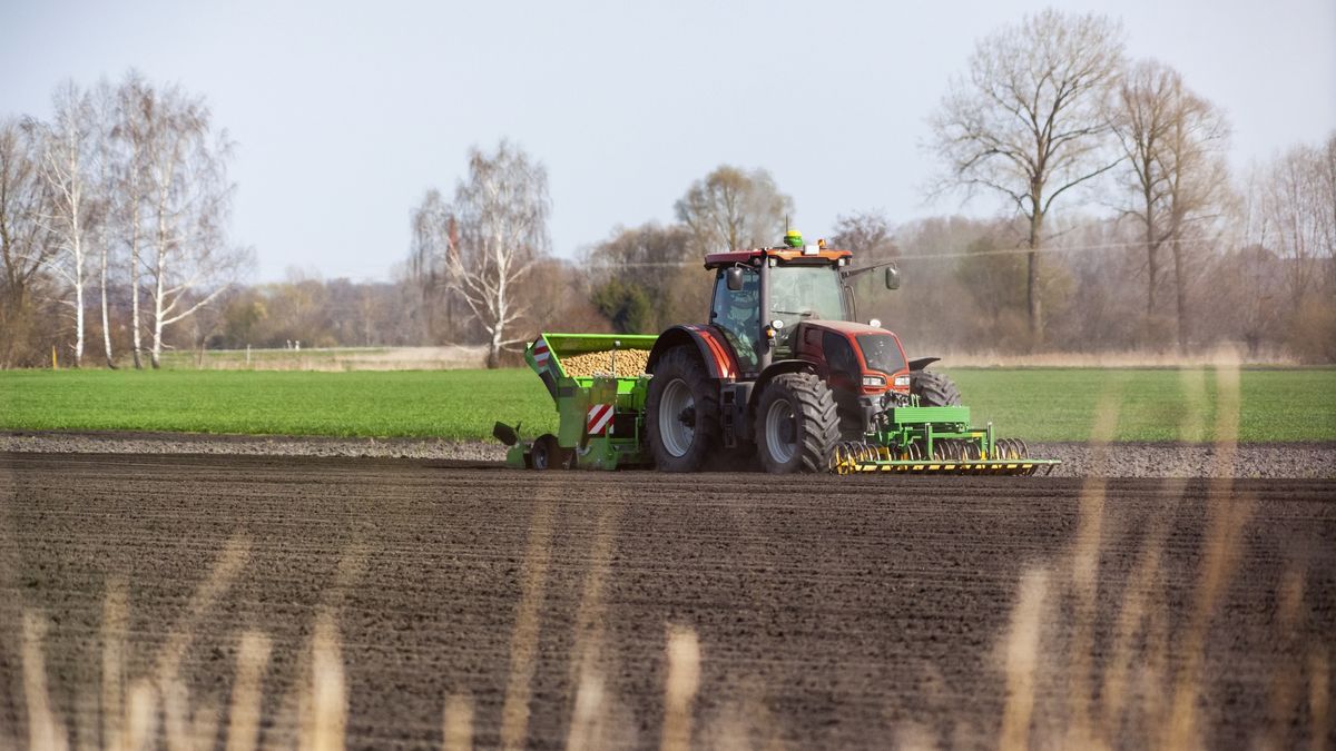 Rolnicy załamani ws. ziemniaków.