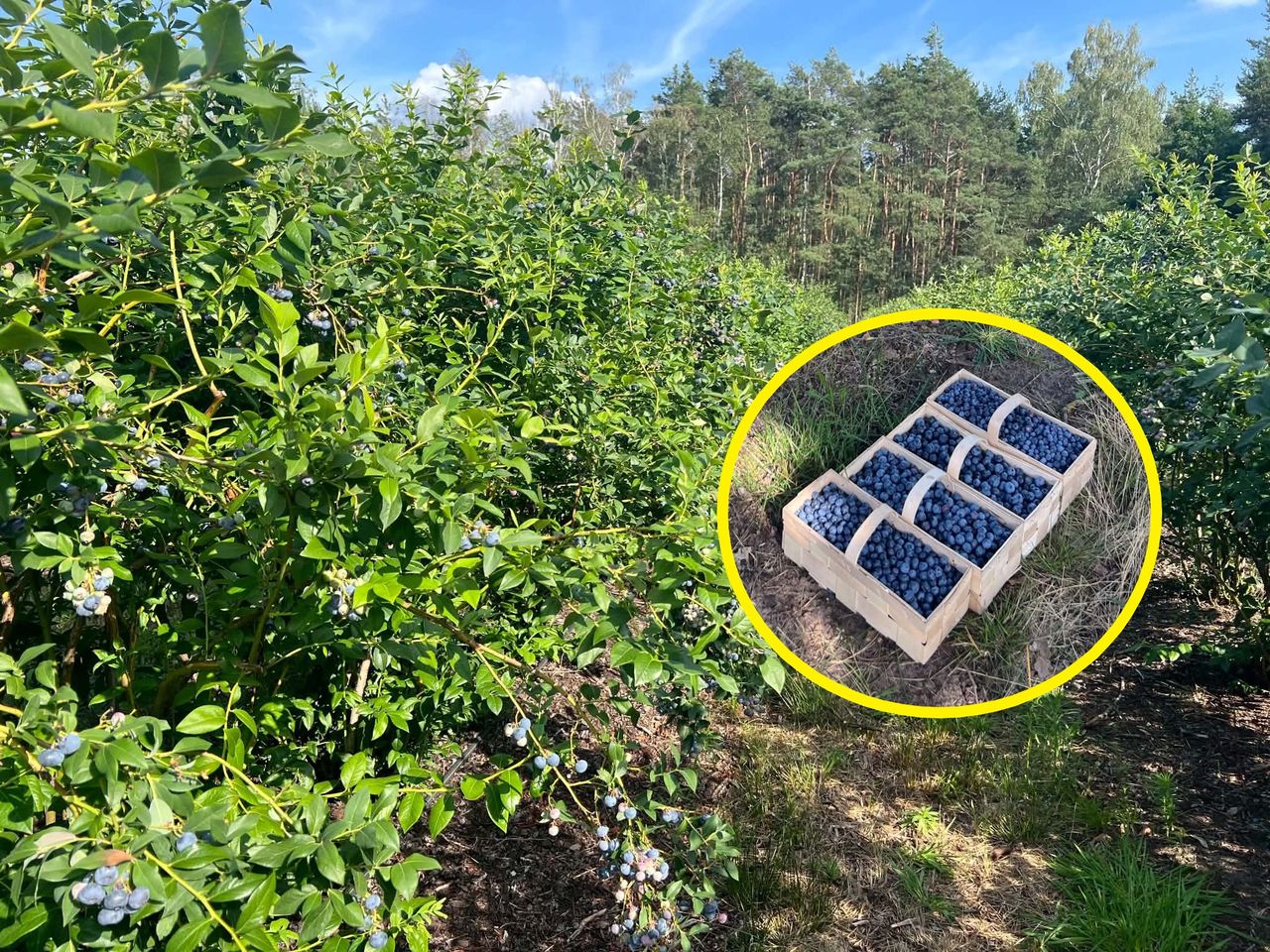 Byliśmy na samozbiorach borówek. Tylko 10 zł/kg