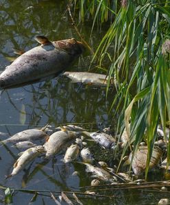 Zatruta Odra. Sienkiewicz: w tej sprawie zrobiono wszystko, byśmy nie mogli znaleźć początku tej katastrofy