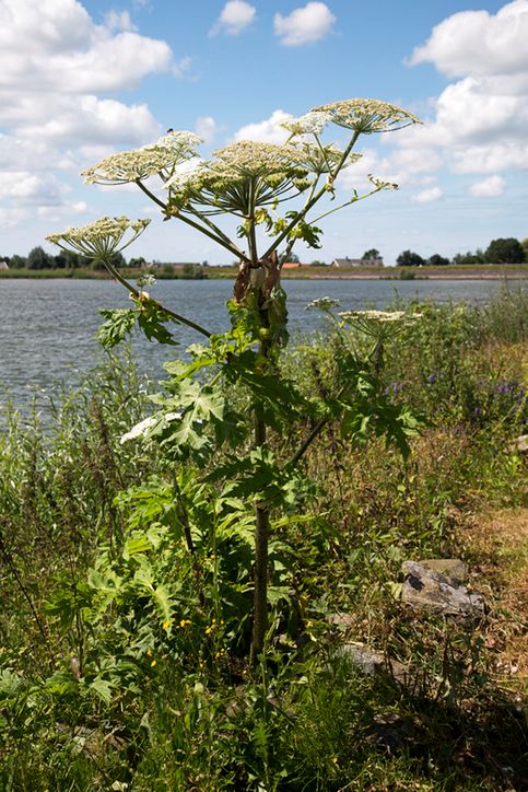 Barszcz jest bardzo niebezpieczny