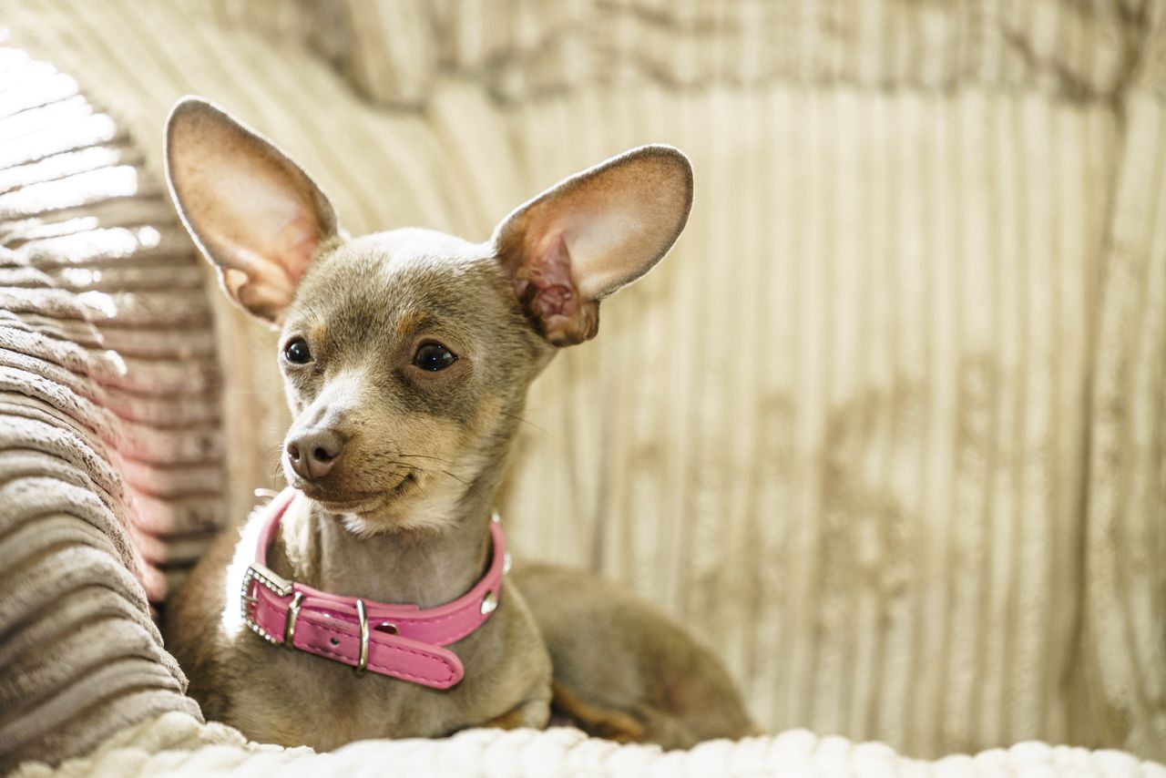 Ratlerek - jak wygląda, czym go karmić, ile kosztuje?