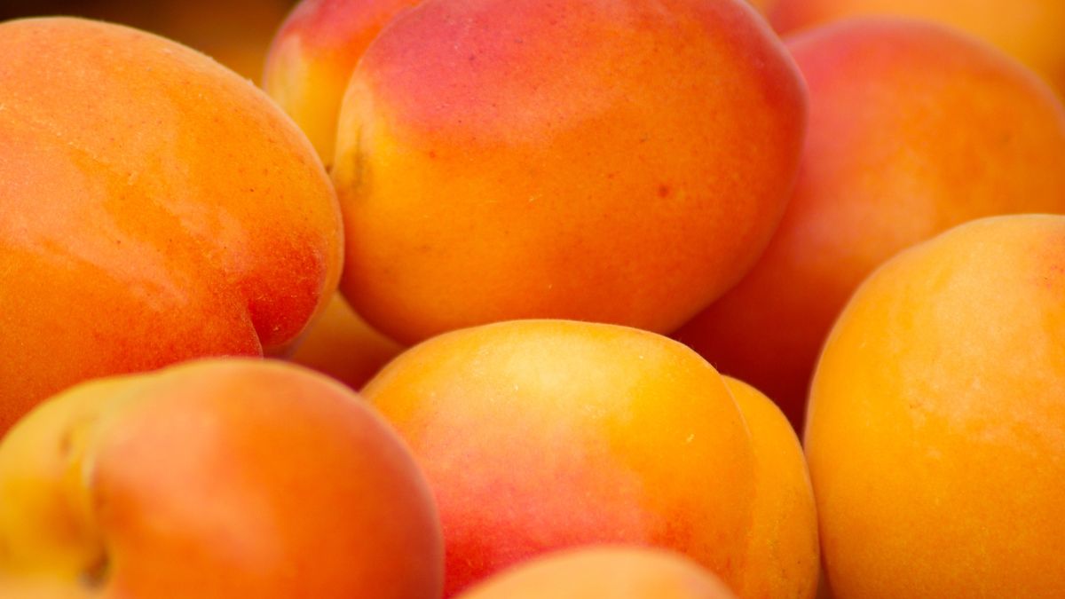 Czy warto jeść morele?