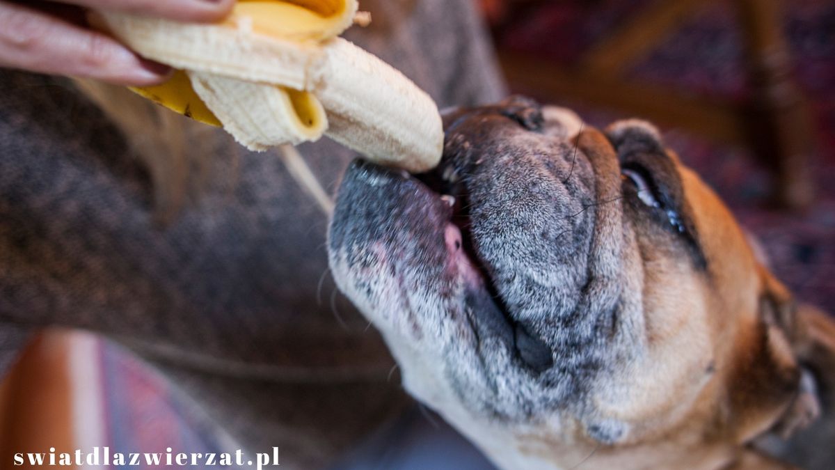 czy pies moze banana