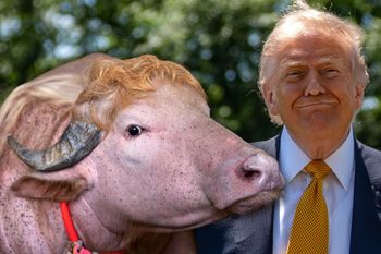 Bawół albinos hitem w Bangladeszu. Nazywa się Donald Trump