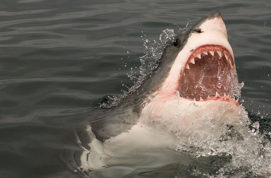 An Unusual Encounter: A Shark Washed up on the Beach in Burgas 