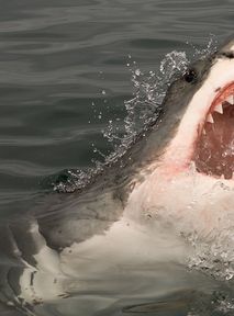 An Unusual Encounter: A Shark Washed up on the Beach in Burgas