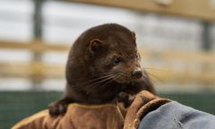 Norki z fermy w Biadkach z koronawirusem. Zaraził je człowiek