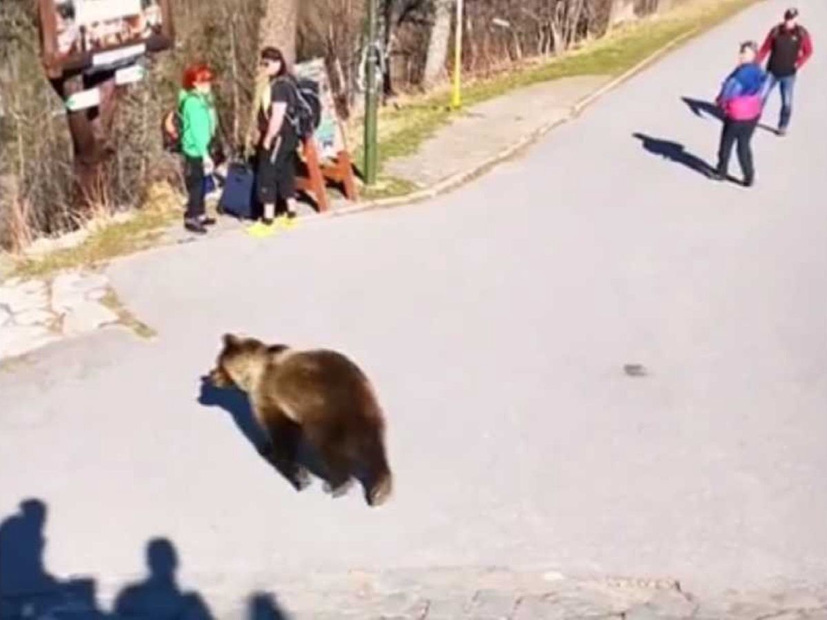 Słowacja. Horror w Tatrach. Między turystów weszła niedźwiedzica z młodymi