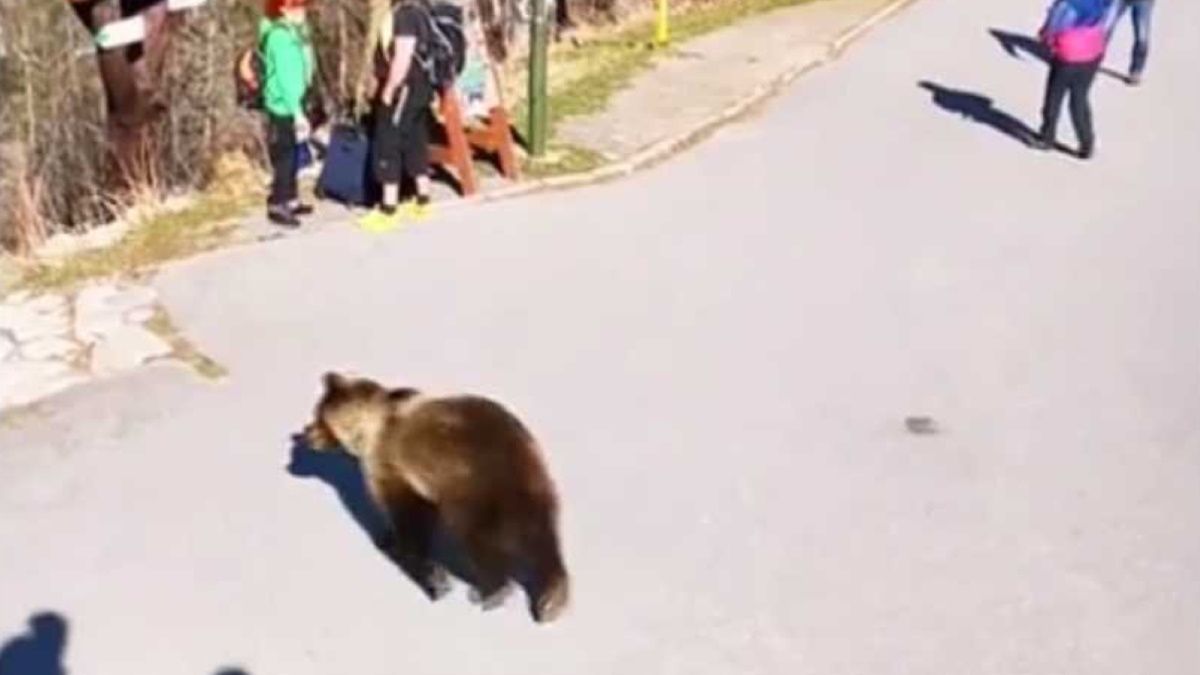 Turyści przeżyli prawdziwe chwile grozy. W centrum turystycznym pojawiła się niedźwiedzica, na dodatek z dwoma niedźwiadkami