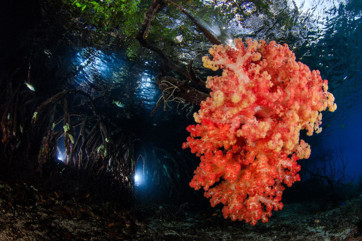 Piękne stworzenia z morskich głębin w konkursie Ocean Art Underwater 15