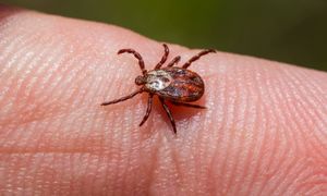 Upierz w tym ubrania. Kleszcze będą omijać cię szerokim łukiem