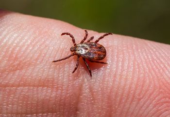 Upierz w tym ubrania. Kleszcze będą omijać cię szerokim łukiem