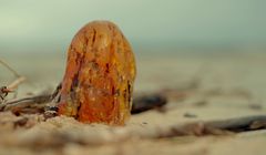 „Złoto Bałtyku 4” od 29 marca w History