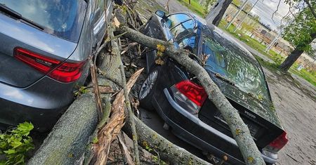 Potężny konar runął na samochody w Lublinie. Dwa pojazdy poważnie uszkodzone [ZDJĘCIA]