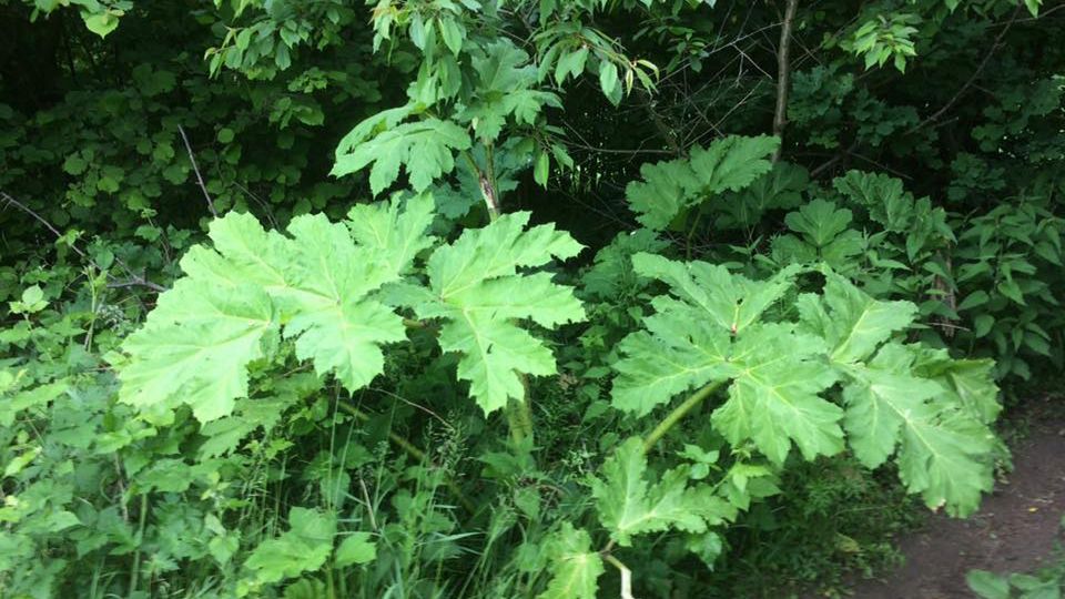 Trujący barszcz Sosnowskiego