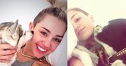 Miley "ociepla wizerunek"... psami! (FOTO)