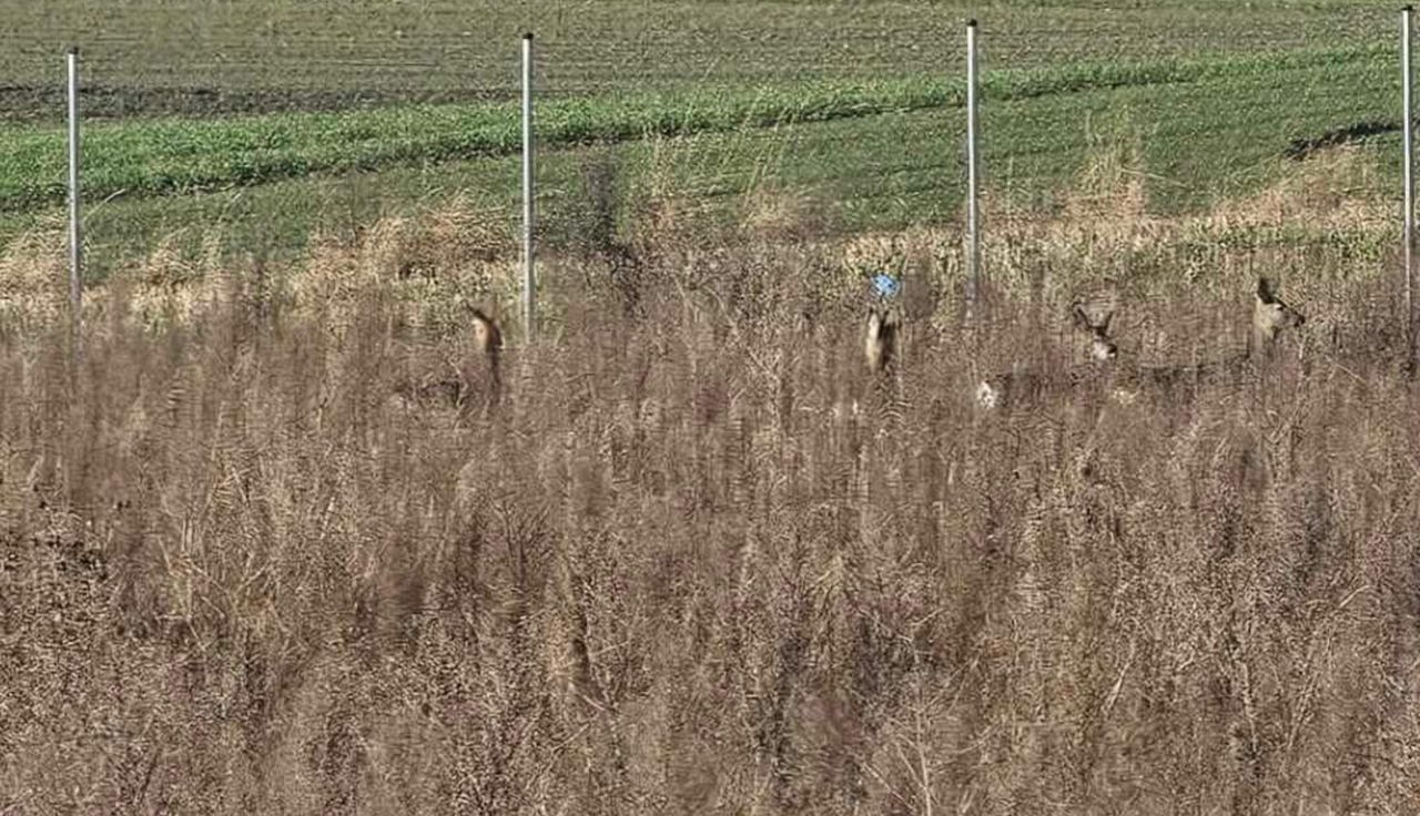 Były uwięzione. Mieszkańcy alarmowali. Oto finał