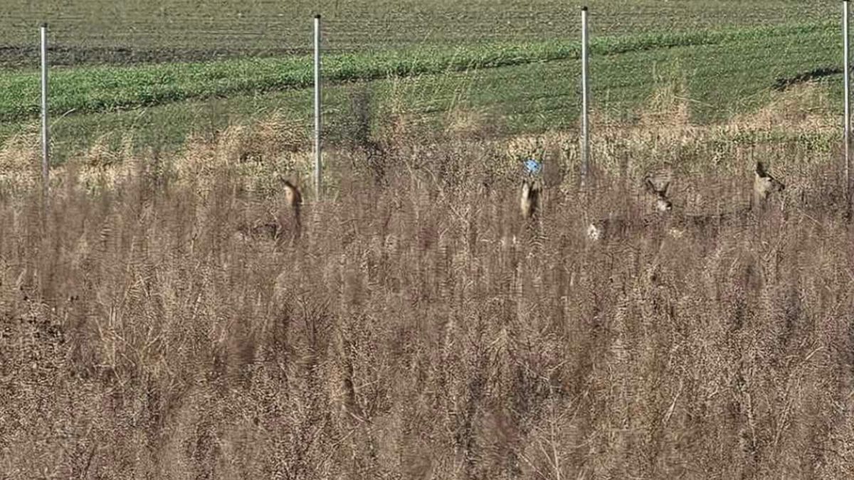 Sarny uwięzione za płotem.
