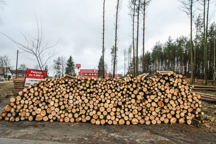 Ceny opału. Oto ile kosztuje metr drewna