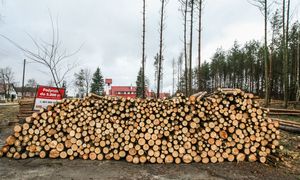 Ceny opału. Oto ile kosztuje metr drewna