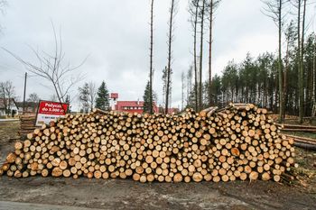 Ceny opału. Oto ile kosztuje metr drewna
