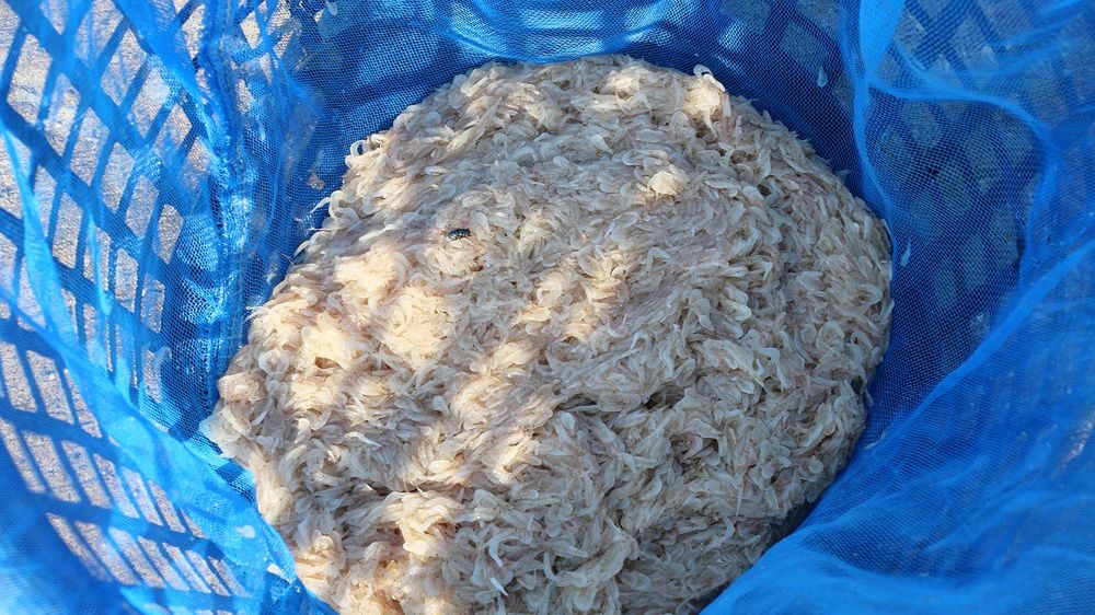 Niedoceniany skorupiak to bomba składników odżywczych. Wspiera mózg, serce i metabolizm