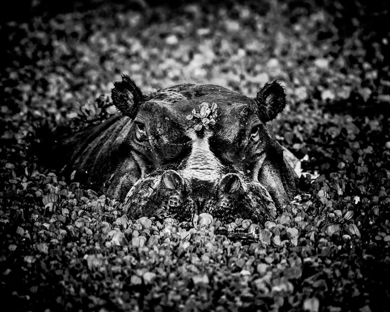 Laurent Baheux ujął charakter Afryki w czarno-białych portretach zwierząt 19