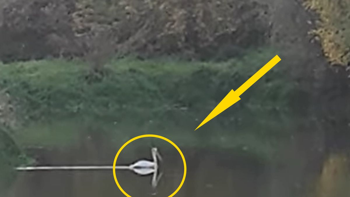 Niecodzienny gość na Lubelszczyźnie 