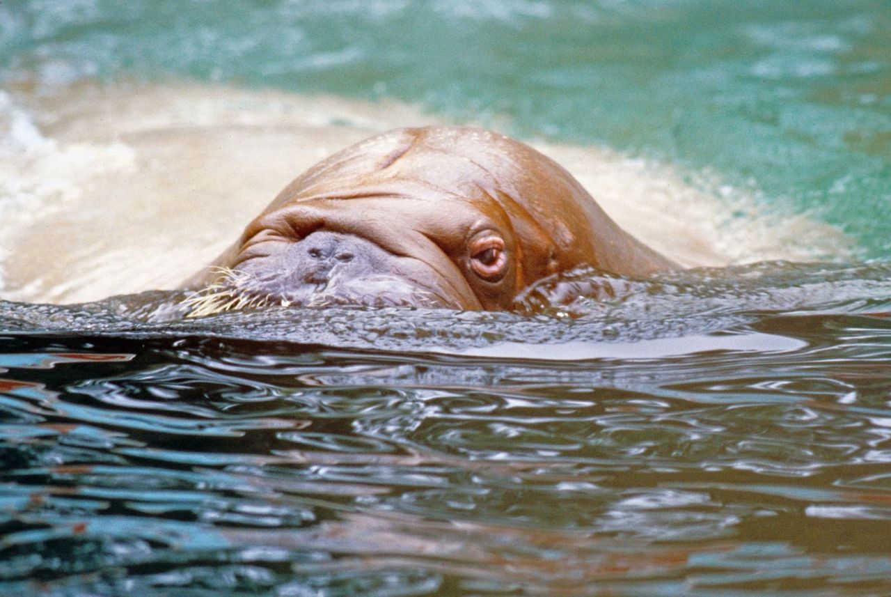 No one expected this. A one and a half ton walrus attacked a zoo visitor.