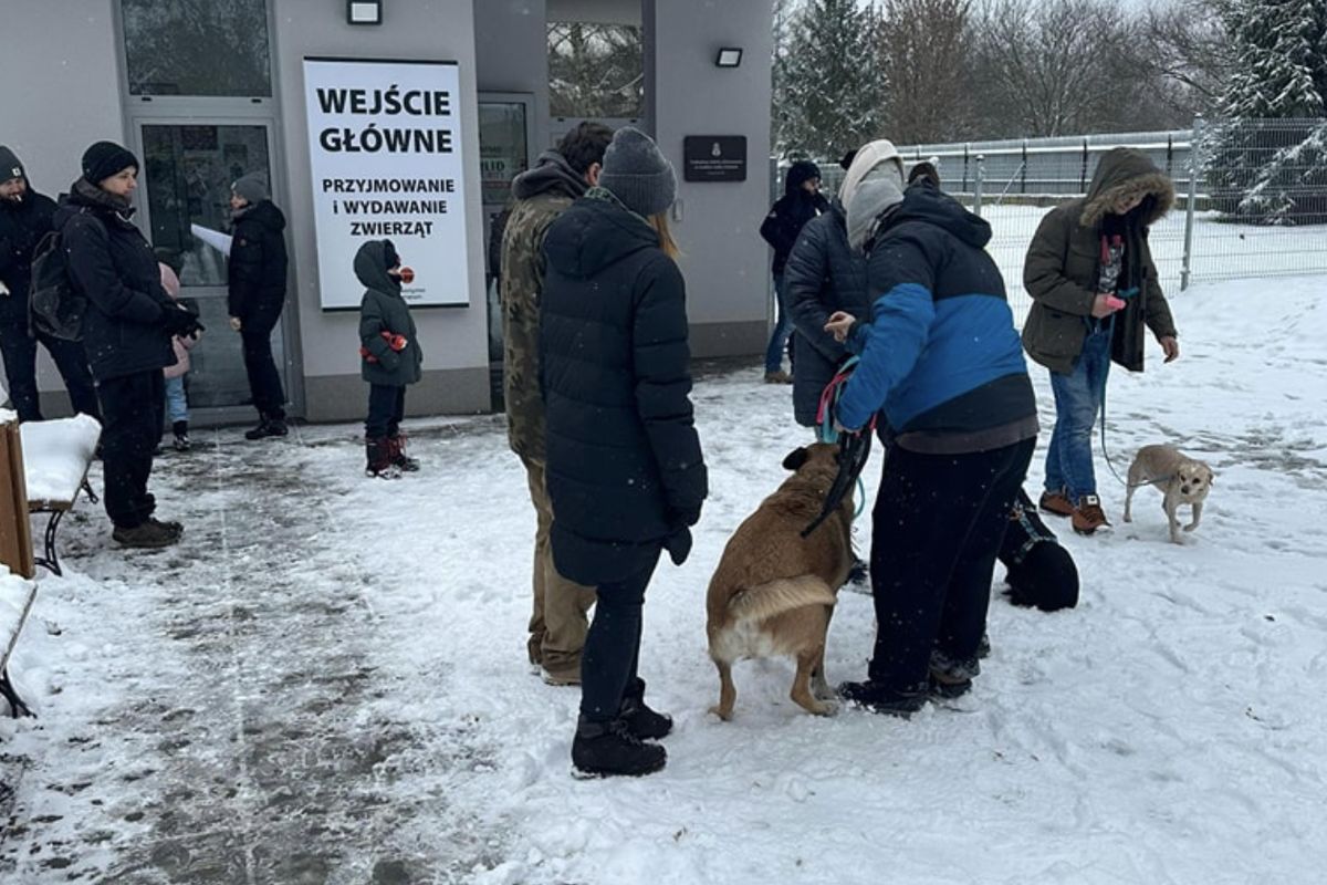 schronisko, ktoz, psy, adopcja Niesamowita akcja w Krakowie. Ponad 100 psów znalazło dom