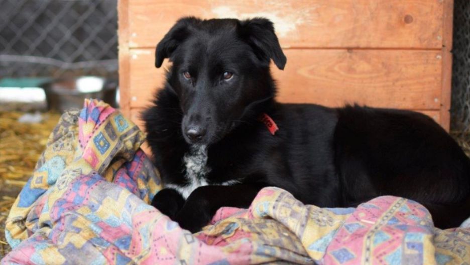 Warszawa. Schronisko potrzebuje pomocy warszawiaków. Przydadzą się rzeczy, dzięki którym będzie można urządzić cieplejsze legowiska zwierzakom (Schronisko na Paluchu)