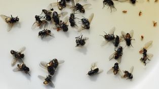 Muchy nie dają ci żyć. Rozwiązanie jest jedno