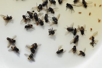 Muchy nie dają ci żyć. Rozwiązanie jest jedno