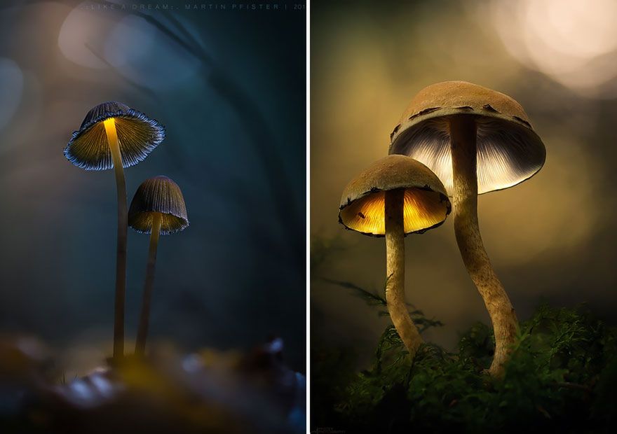 Magiczne, święcące w ciemnościach grzyby na zdjęciach Martina Pfistera 2