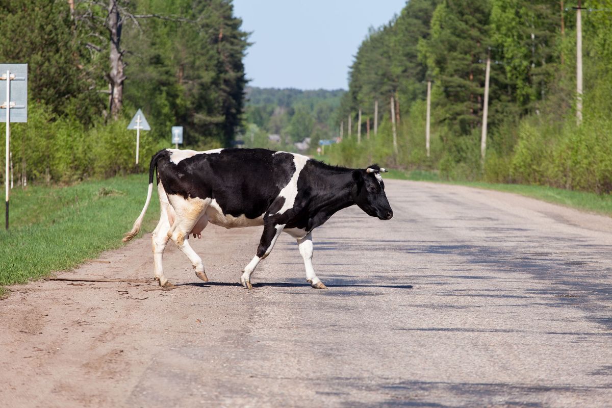 Krowa, zdjęcie ilustracyjne 