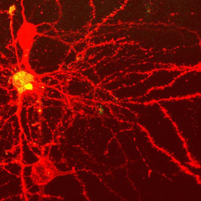 Sieć neuronowa (Fot. Flickr/CC)