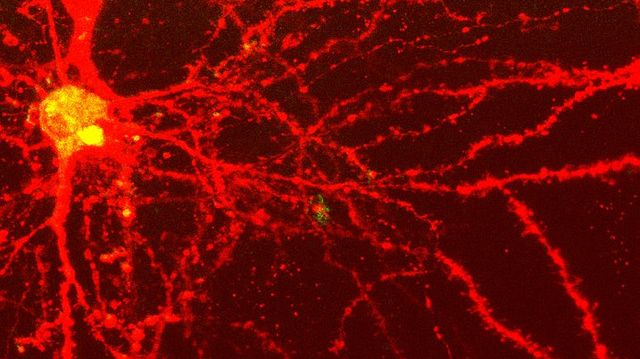 Neurolingwistyczne programowanie (... naszego portfela) 1