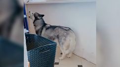 Husky naśladuje dźwięk syreny. Nagranie z Rosji