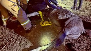 Święty Marek: Koń uwięziony na piętrze stodoły. Strażacy przeprowadzili wymagającą ewakuację zwierzęcia