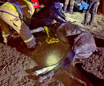 Święty Marek: Koń uwięziony na piętrze stodoły. Strażacy przeprowadzili wymagającą ewakuację zwierzęcia