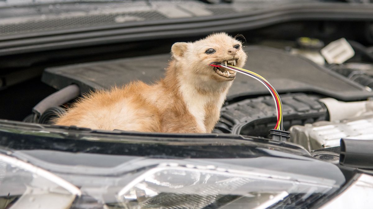 Szybki i sprawdzony sposób jak pozbyć się kun