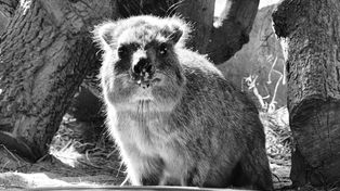 Warszawskie zoo żegna Ugandę. Była przywódczynią stada
