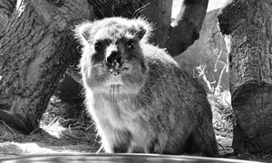 Warszawskie zoo żegna Ugandę. Była przywódczynią stada