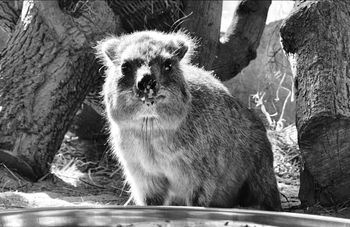 Warszawskie zoo żegna Ugandę. Była przywódczynią stada