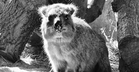 Warszawskie zoo żegna Ugandę. Była przywódczynią stada