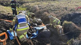 Włodawa: Akcja ratunkowa na bagnach. Strażacy ratowali konie