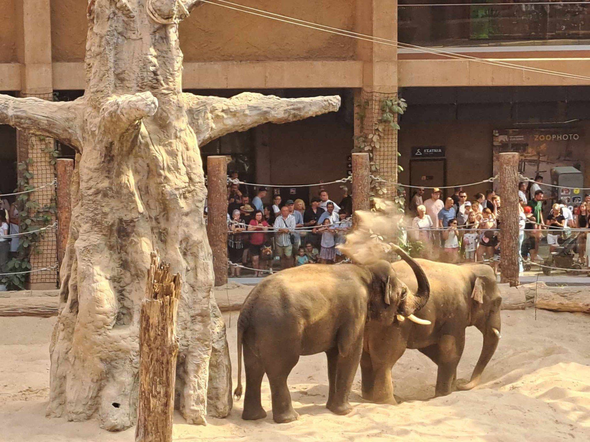 ZOO Łódź, kąpiel słoni