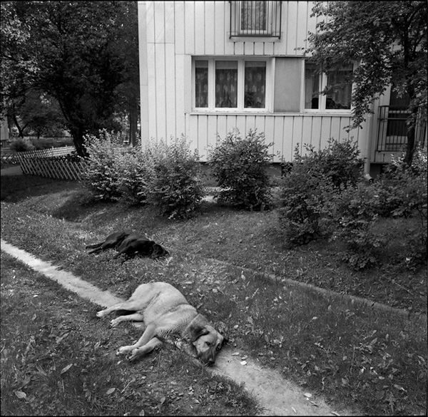 „Dog Stories" - pieskie życie na czarno-białych fotografiach Roberta Kresy 13